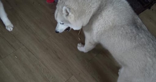 Malamute & Husky try bread sticks for the first time