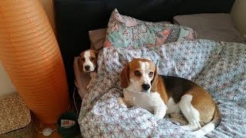 Puppy Experiences Bed for the First Time with Funny Endin...