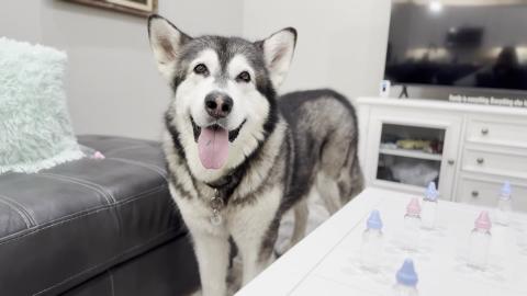 Guessing The Gender Of His Adopted Puppy