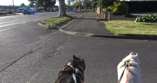 Most of the local car stealerships are owned by one famil...