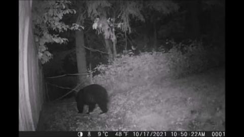 BEAR! Oct. 18 and Oct. 20. Between 2am and 2:30am.
