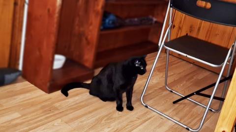 Recording Day in Studio with kitten Luna and Thor