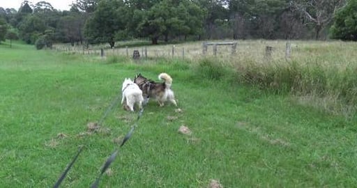 Look what we found, a Husky friend delclared Dangerous Do...