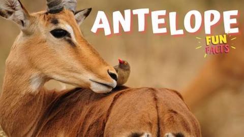 ANTELOPE - Some Fun Facts You Never Knew!