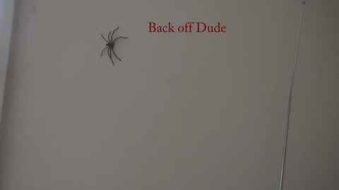 Spider friend, what does a Husky think