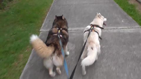 Malamute and Husky frog hunting