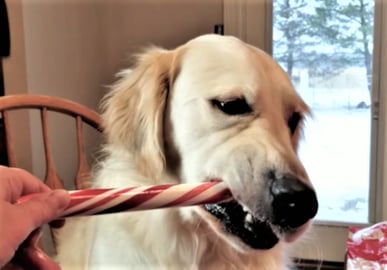 ASMR/ Funny Golden Retriever Dog Eats Candy Cane!