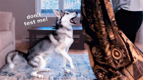 Practical Intelligence Test – Siberian Husky Male VS Fe...