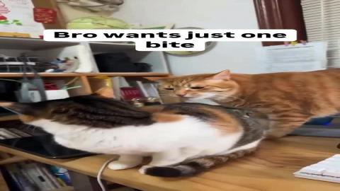 Bro just wanted a bite