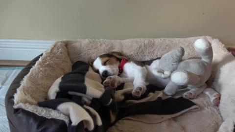 Sleepy Beagle Puppy Doesn't want to Wake up for a Walk 