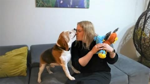 Happy Beagle Dogs Welcoming Owners After Long Time and En...