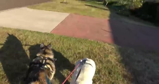 Chasing rabbits & cleaning up trash