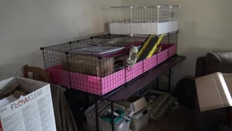 Guinea Pig sisters fighting over a piece of cucumber