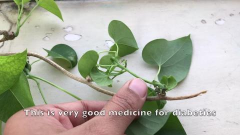 DAILY EAT ONE LEAFE TO LOWER DIABETES ||  GIVE AWAY WORRI...