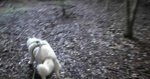 Happy Husky going for walk after waiting on phone call