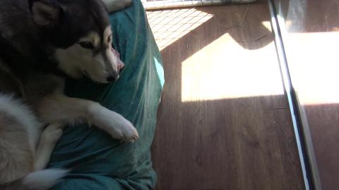 Another hot day so Malamute gets a bone