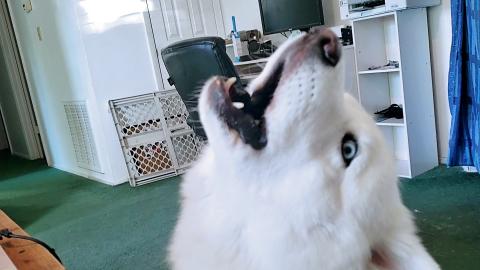 Husky & Malamute Miss Each Other So Much | Their Howls Sa...