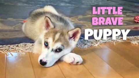 Playful New Puppy | Funny Puppy Video