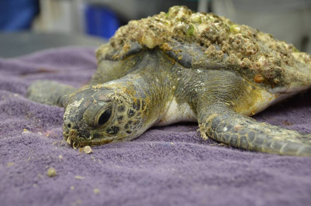 juvenile-green-sea-turtle-released-after-being-treated-for-swallowing