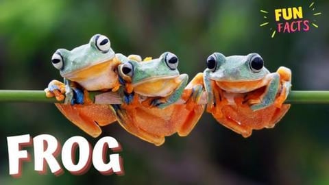 FROG - Hopping into Fascination with Fun Facts 