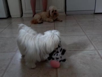 maltese dog playing with a cow toy