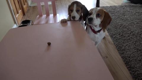 Puppy Wants To Steal Treat With Funny Ending