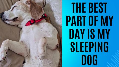 The Best Part of My Day is My Sleeping Dog. ❤️