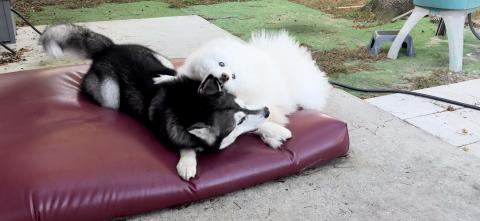 Crazy Dogs Won’t Hold Still To Get Their Halloween Cost...