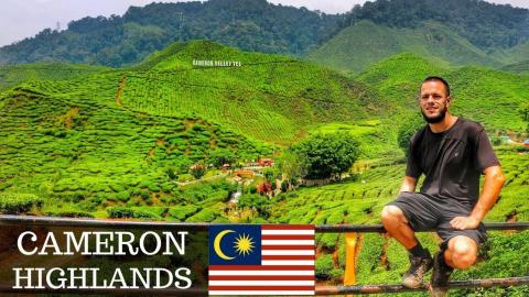 CAMERON VALLEY TEA PLANTATIONS - Malaysia 