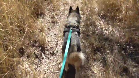 Malamute enjoys a walk in bushland