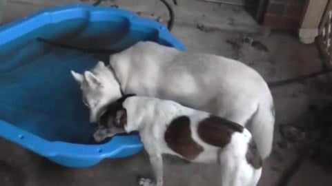 Tikaani loves Lilly, husky puppy is growing up