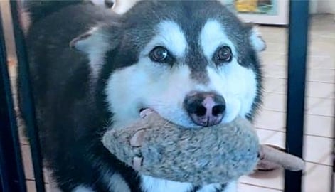 Giant Malamute Steals Baby From Husky