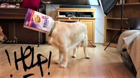 Golden Retriever Dogs Reaction To Cheerio Box!