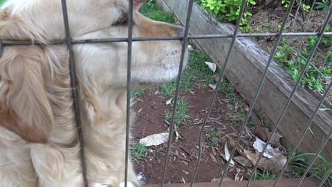 Husky girl kisses Golden Retriever & puppy husky boy