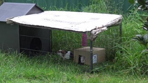 Breakfast for Guinea Pigs enjoy fresh clean grass