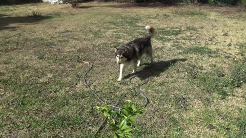 Clean malamute & husky in a dust storm