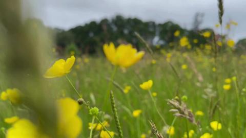 Nature's Embrace | Greenery & Blooming Beauty