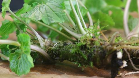 I Planted a WASABI PLANT