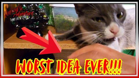 Cat retaliates after being disturbed