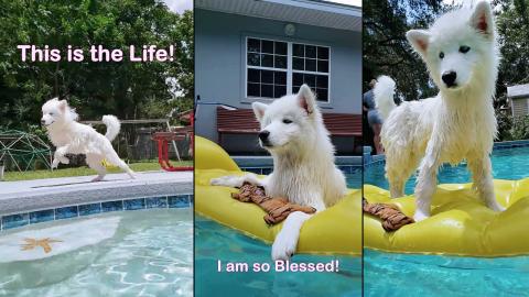 Husky Puppy Loves To Float | #Shorts​