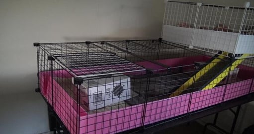 Guinea Pigs get a new home, C&C cage