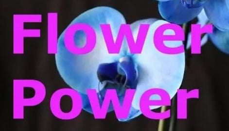 Flower Power