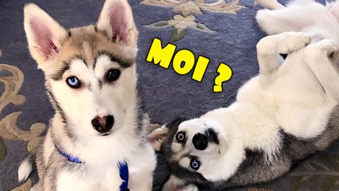 Stubborn Husky Puppy Wants To Play! | Funny Puppy Video 