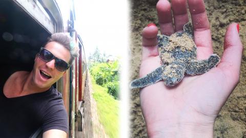 HATCHING BABY SEA TURTLES - Ambalangoda, Sri Lanka