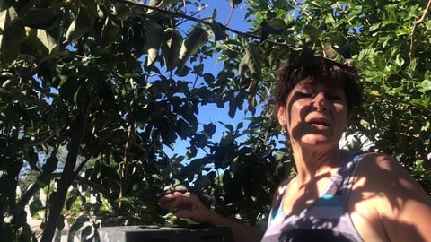 Homemade Apple Cider Vinegar