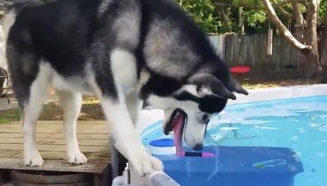 Tonka The Malamute shows how Smart He Is!