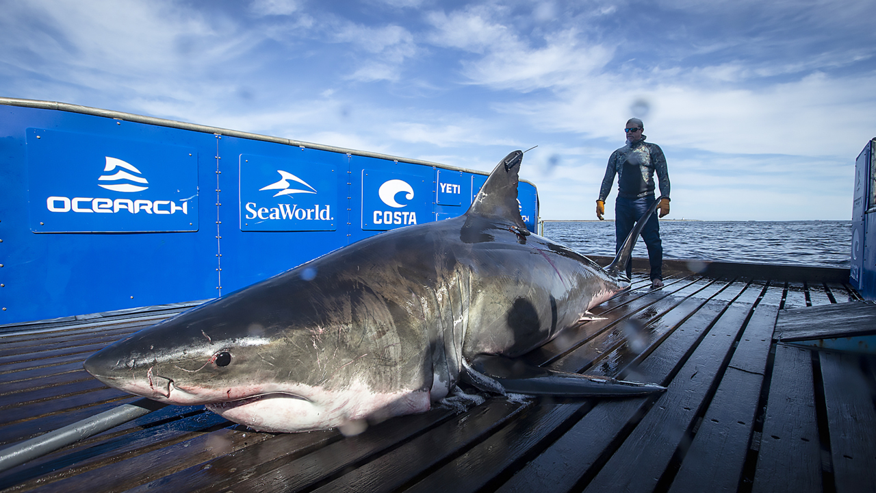 Great white sharks tracked off NC Outer Banks: researchers | Raleigh ...