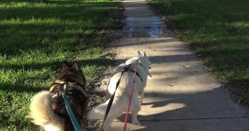 Now I carry a shopping bag to pick up all the rubbish I s...
