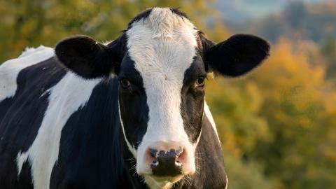 Mix Music #10 – (Witty Mystery Vibes)