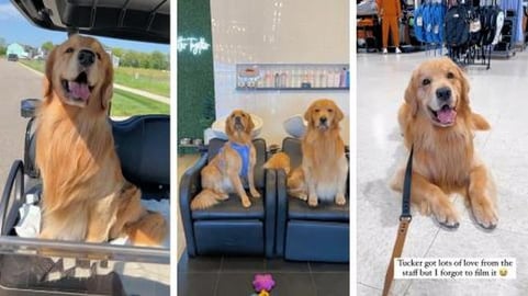 My Dog Rents a Golf Cart